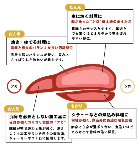 牛たんの断面図。付け根側から順にたん元、たん中、たん先が並び、下側にさがりがある。付け根側がシロ、先端側がアカと示されている