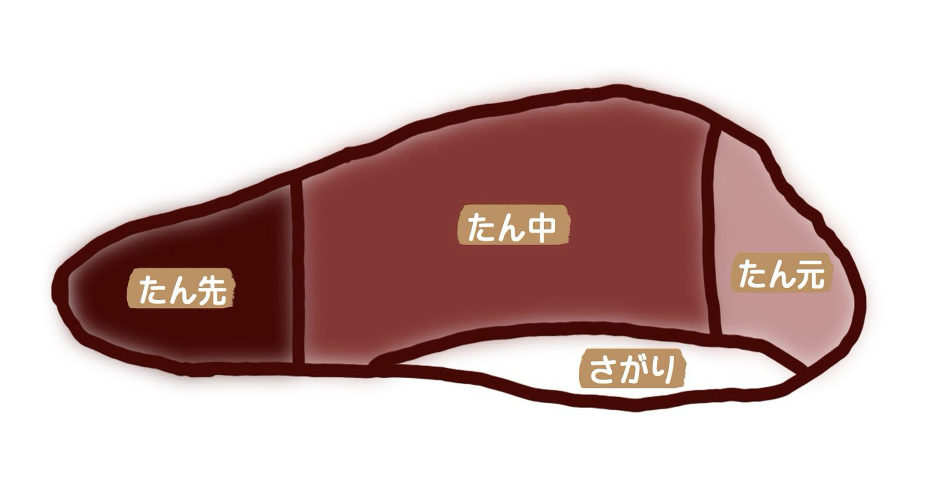 牛たんの断面図。付け根側から順にたん元、たん中、たん先が並び、下側にさがりがある